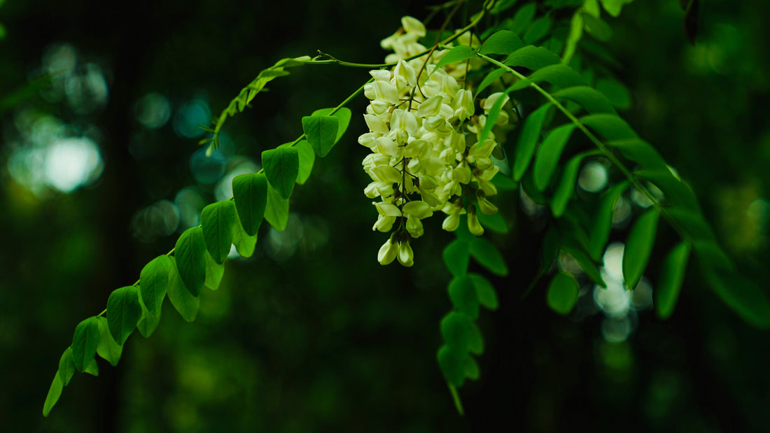 Science & Facts: Breaking Down Research-Backed Benefits of Moringa, Ashwagandha, and Holistic Wellness